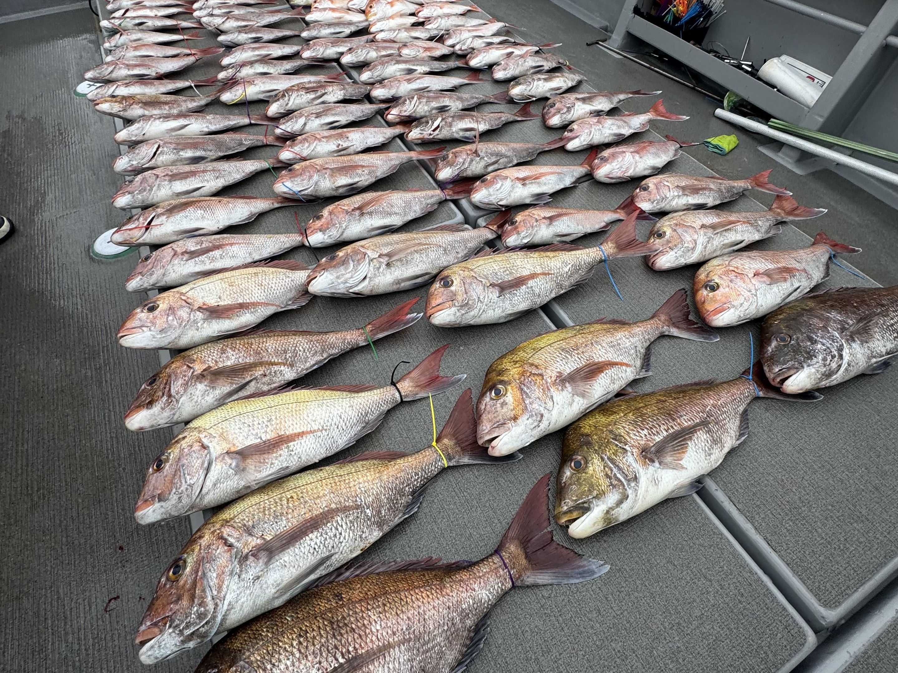 中海SLJの釣果（マダイ）
