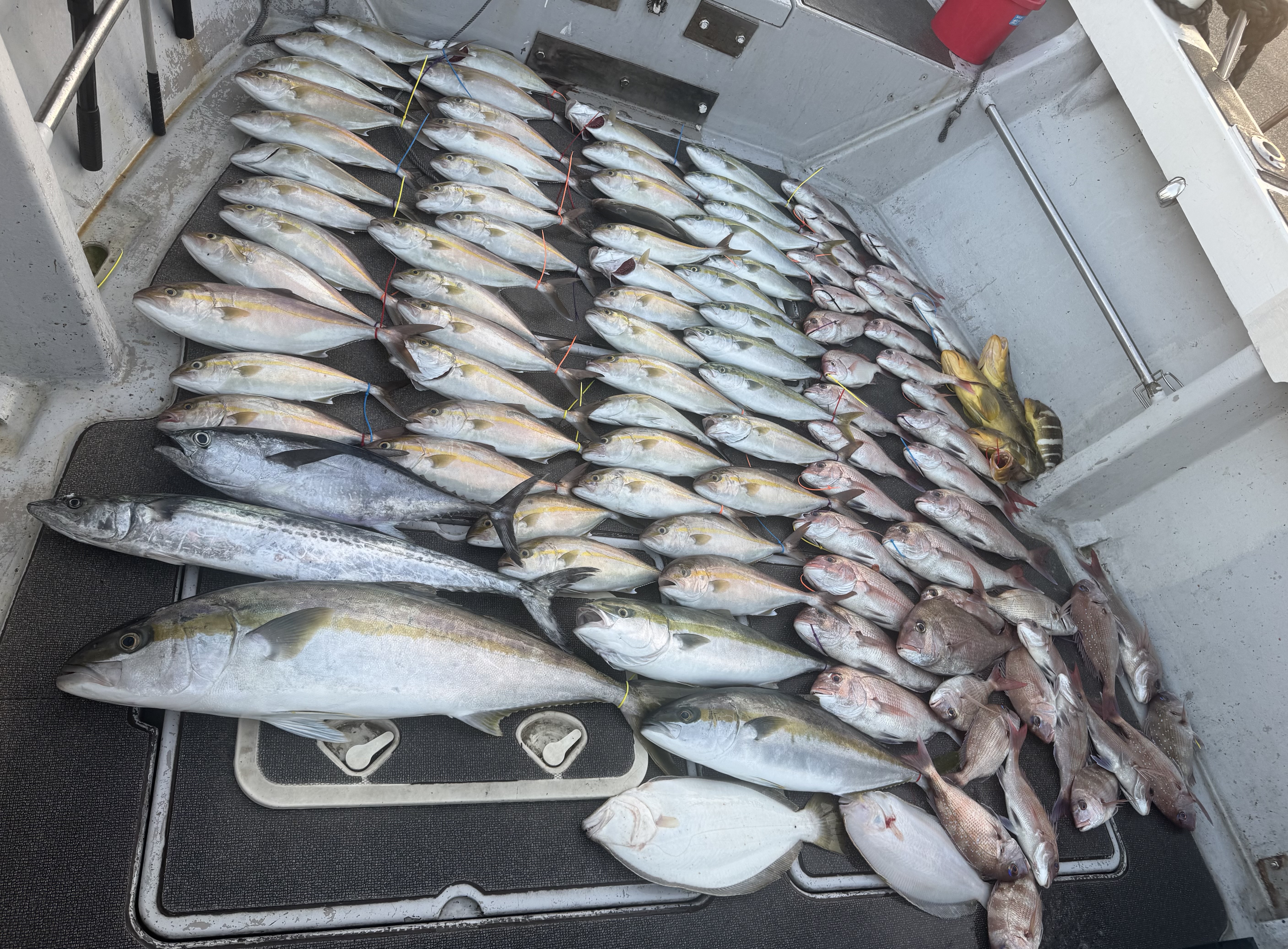 遠海SLJの釣果（キジハタ・アコウ）