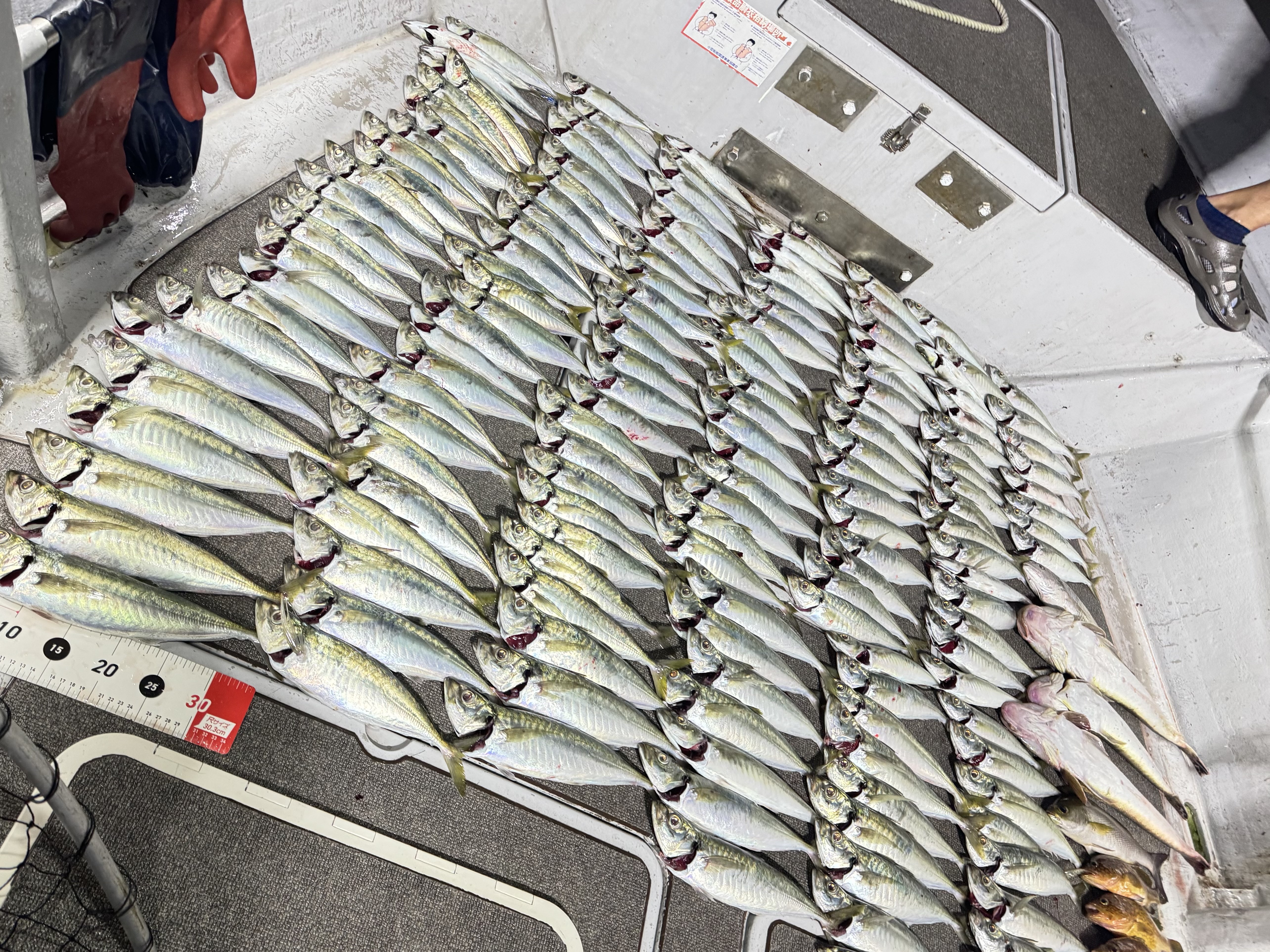 ナイトギガアジの釣果（30cm級アジ）